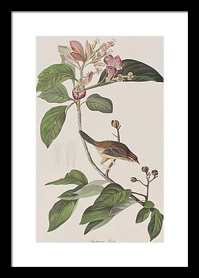 American Tree Sparrow Framed Prints