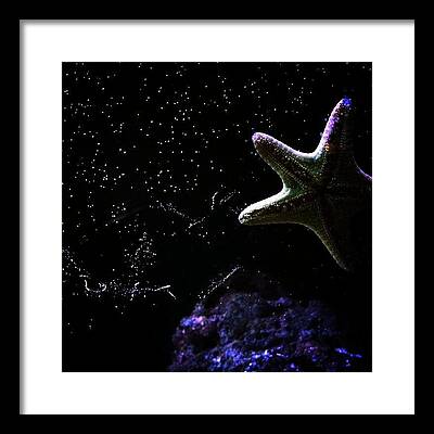 Star Fish Framed Prints