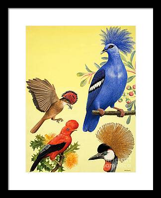 Bird Parrot Exotic Colourful Bright Feathers Plumage Perched Perch Branch Framed Prints