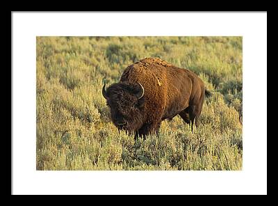 Bison Bison Athabascae Framed Prints