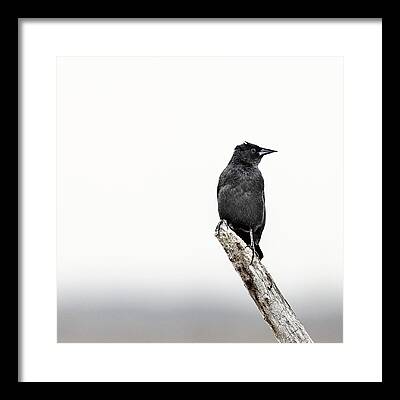 Red-winged Blackbird Framed Prints