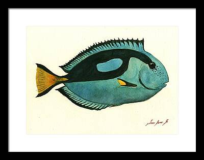 Blue Tang Fish Framed Prints