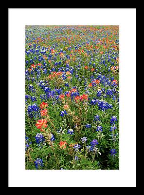 Wild Flowers Of Texas Framed Prints