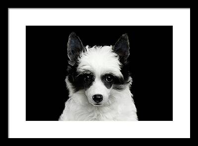 Chinese Crested Framed Prints