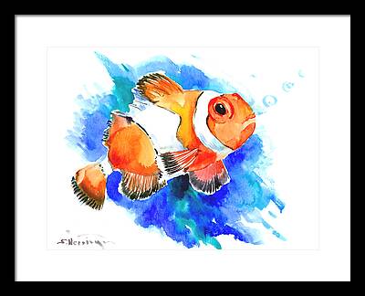Clownfish Framed Prints