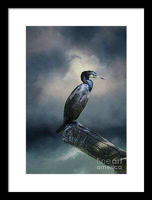 Great Cormorant Framed Prints