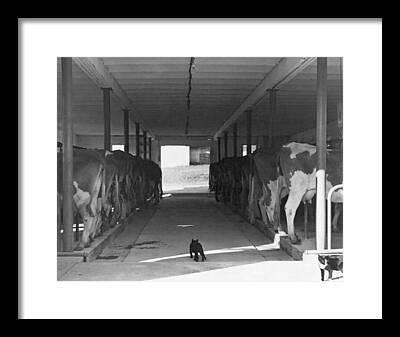 Dairy Cows Photos Framed Prints