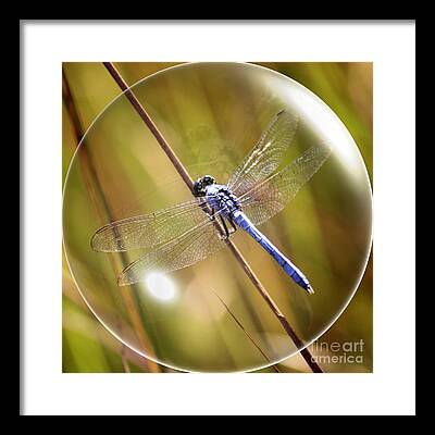 Dragonfly In A Circle Framed Prints