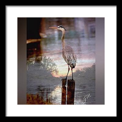 Heron Framed Prints