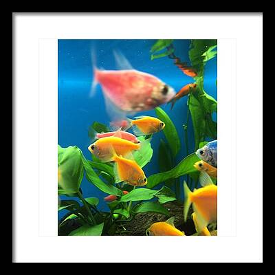 Fish Tanks Framed Prints