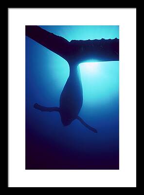 Humpbacked Whale Framed Prints