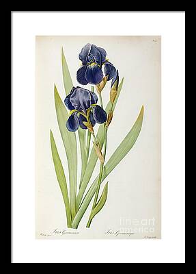 Irises Framed Prints