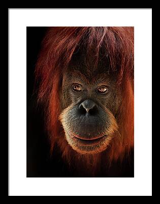 Orangutan Framed Prints