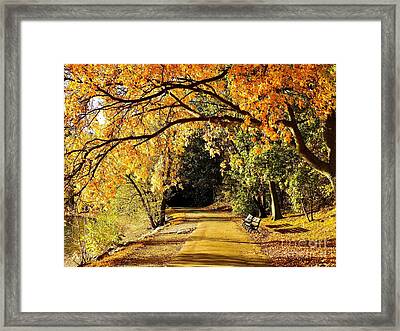 Picture Poster Art Leafy Path through a Forest an Autumn Time Framed Print