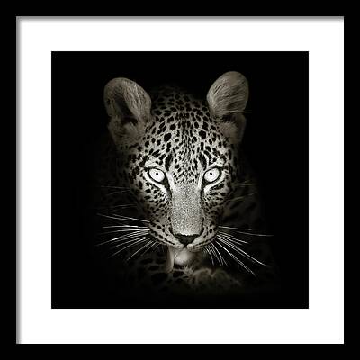 Spotted Leopard Framed Prints