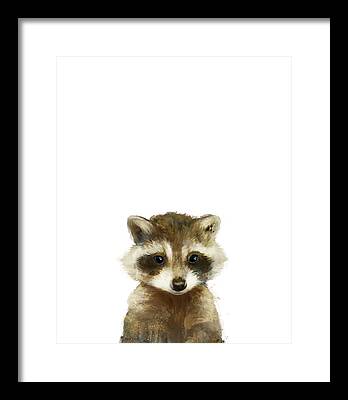 Raccoon Framed Prints