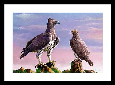 Martial Eagle Paintings Framed Prints