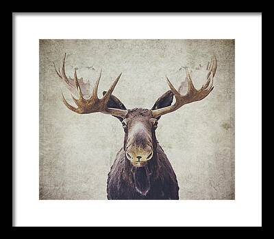 Moose Framed Prints