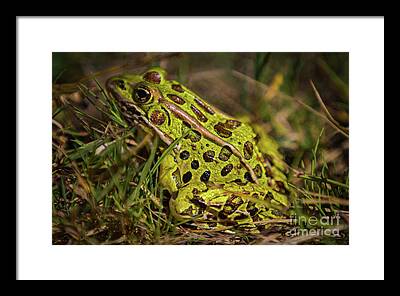Northern Leopard Frog Framed Prints