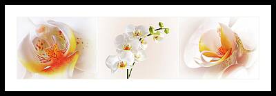 Phalaenopsis Framed Prints