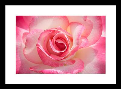 Rose Framed Prints