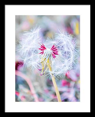 Garden Perennial Framed Prints