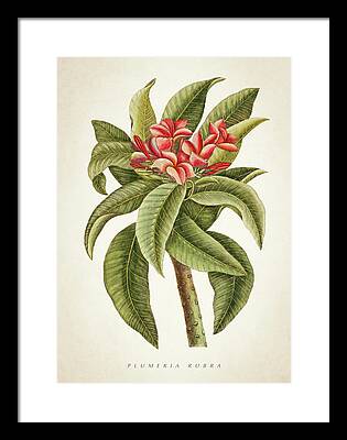 Botanical Digital Art Framed Prints