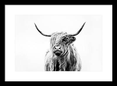 Cattle Ranch Framed Prints
