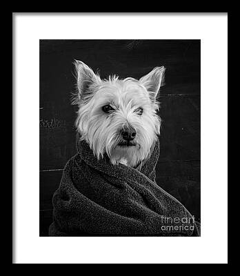 Dog Portrait Framed Prints