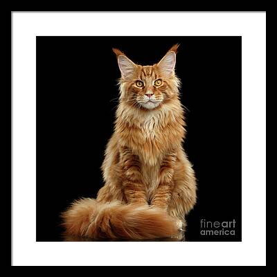 Ginger Cat Framed Prints