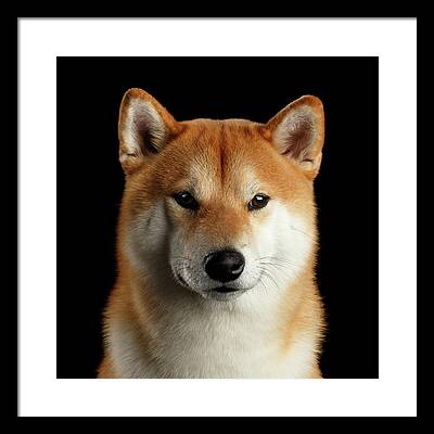 Dog Breed Framed Prints