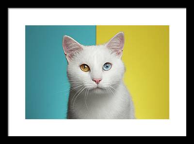 Turkish Van Cat Framed Prints