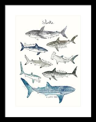 Shark Framed Prints