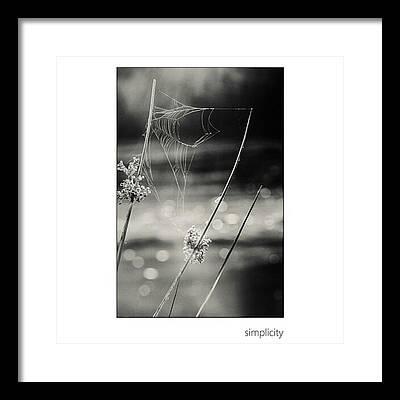 Cobweb Framed Prints