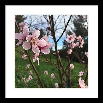 Peach Blossom Framed Prints