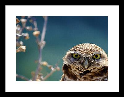 Burrowing Owl Framed Prints