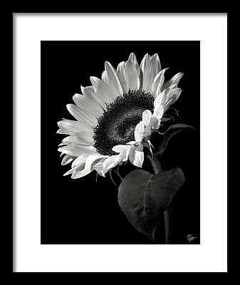 Black and White Flower Photography Framed Art Prints