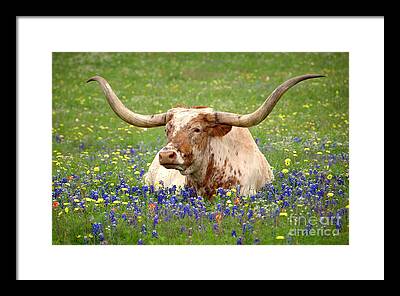 Wildflowers In Texas Framed Prints