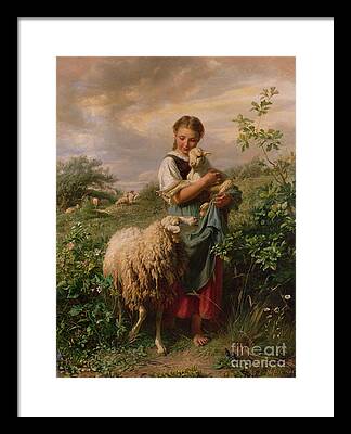 Sheep Framed Prints