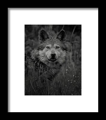 Designs Similar to The Wolf BW by Ernest Echols