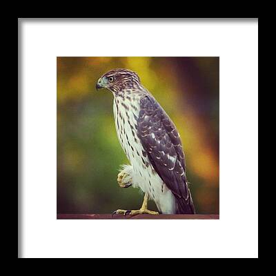 Designs Similar to Coopers Hawk by Hermes Fine Art