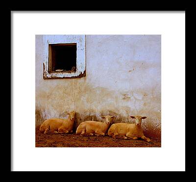 Dorset Sheep Framed Prints