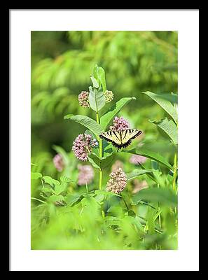 Tiger Swallowtail Digital Framed Prints