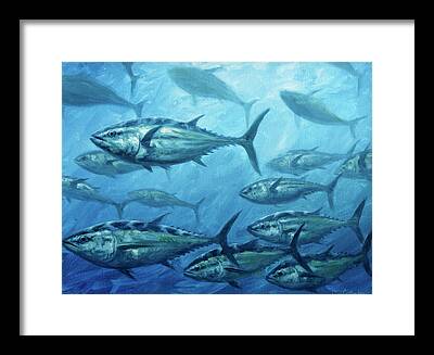 Blue Fin Tuna Framed Prints