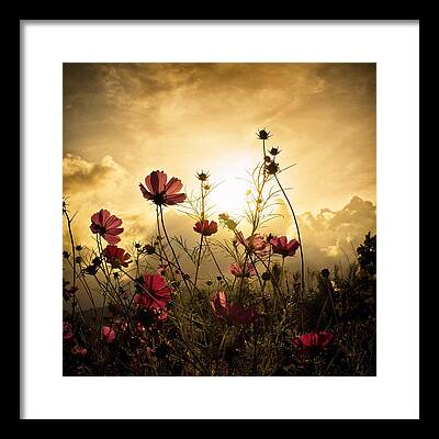 Stunning Photography - 1X Flower Framed Prints