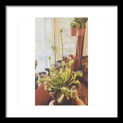Carnivorous Plants Framed Prints