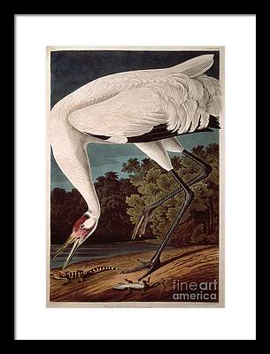 Whooping Cranes Framed Prints