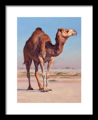 Camel Framed Prints