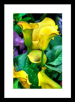 Flowers Photographers Framed Prints