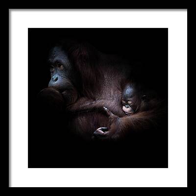 Orangutan Portrait Framed Prints